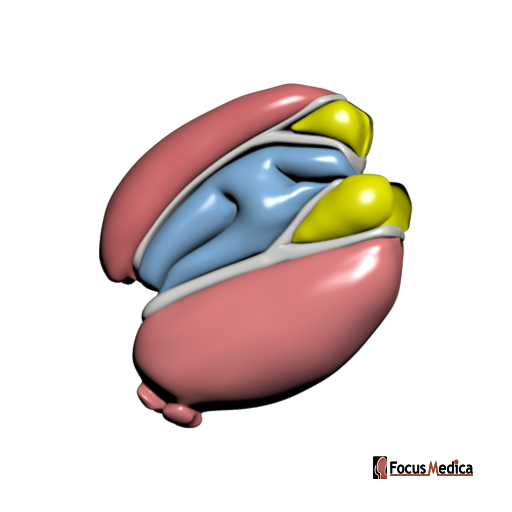 Thalamus