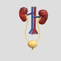 Excretory System