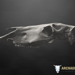 Bronze Age Horse Cranium - Mongolia