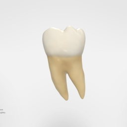 Mandibular First Molar