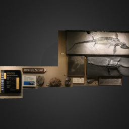Museum display: Jurassic fossils (MOTE)