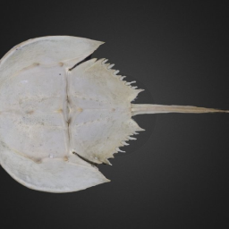 Horseshoe crab: Tachypleus tridentatus (PRI)
