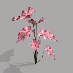 Exotic Pink Leafed Plant