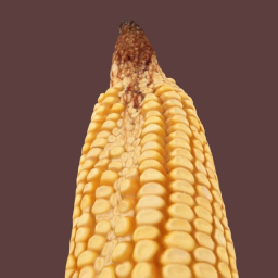 Corn exhibiting zipper ear