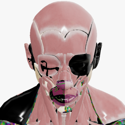 Human Anatomy Kit