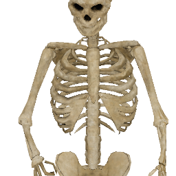 Skeleton animated