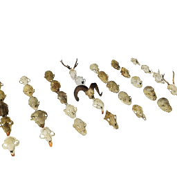 Animal Skulls