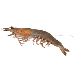Greasyback Shrimp