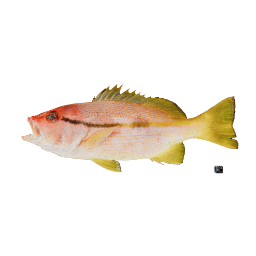 Spotstripe Snapper