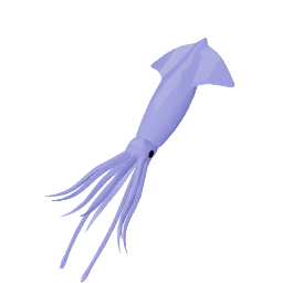Squid