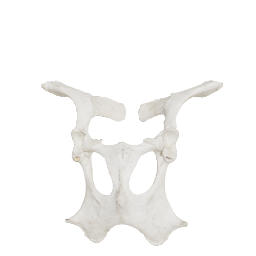 Cow Pelvis