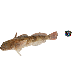 Japanese Fluvial Sculpin