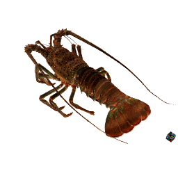 Japanese Spiny Lobster