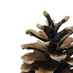 empty_pine_cone