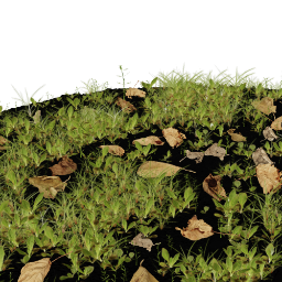 leaves_in_the_garden