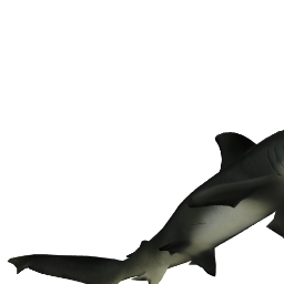 great hammerhead