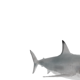 great white shark