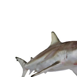 blacktip shark