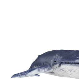 blue whale