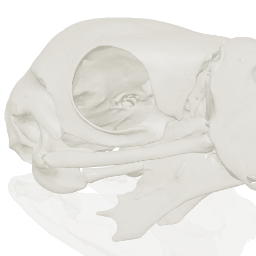 scarlet macaw cranial kinesis animation