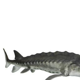 model_66a__atlantic_sturgeon