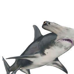 model_73a__great_hammerhead_shark