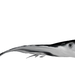 manta