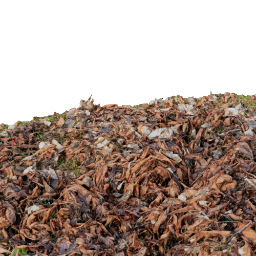 Dead Tree Leaves