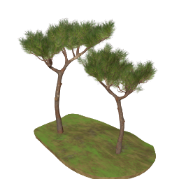 Umbrella Pine Tree