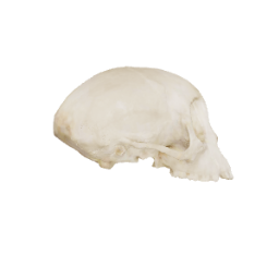 Macaque Cranium