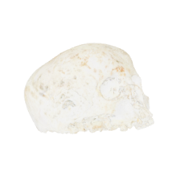 Ava#x27;s Skull
