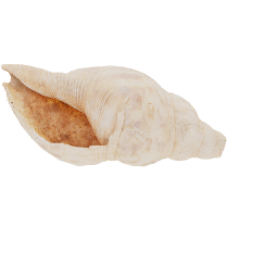 Shell Trumpet