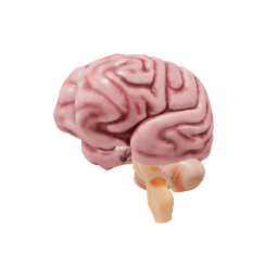 Brain anatomy