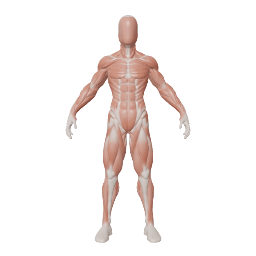 body anatomy