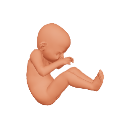 fetus