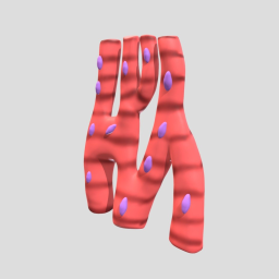 Cardiac Muscle(5)