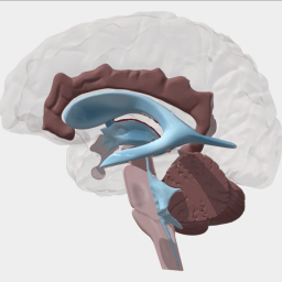 Fourth ventricle