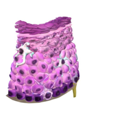 Epithelium of the skin: The Epidermis