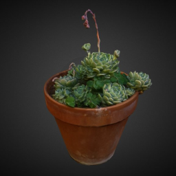 Flower pot with succulent plants