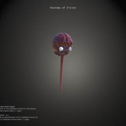 Anatomy of Vision Part 1