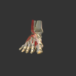 Normal Foot Anatomy