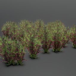 Plant Shrub