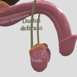 Male Reproductive System - Labeled