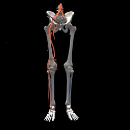 ANARTOMY - Blood Supply to the Lower Limb