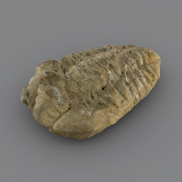 Trilobite, Science Zone UK