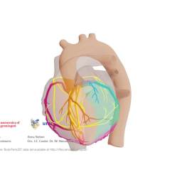 Cardiac Conduction System