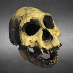 Homo erectus georgicus
