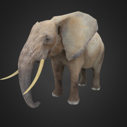 ELEPHANT