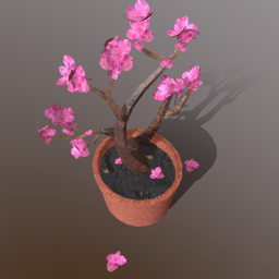 Sakura Plant