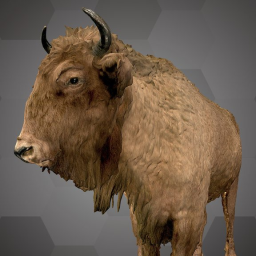 European Bison (NHMW-Zoo-MAMM 258ST797)